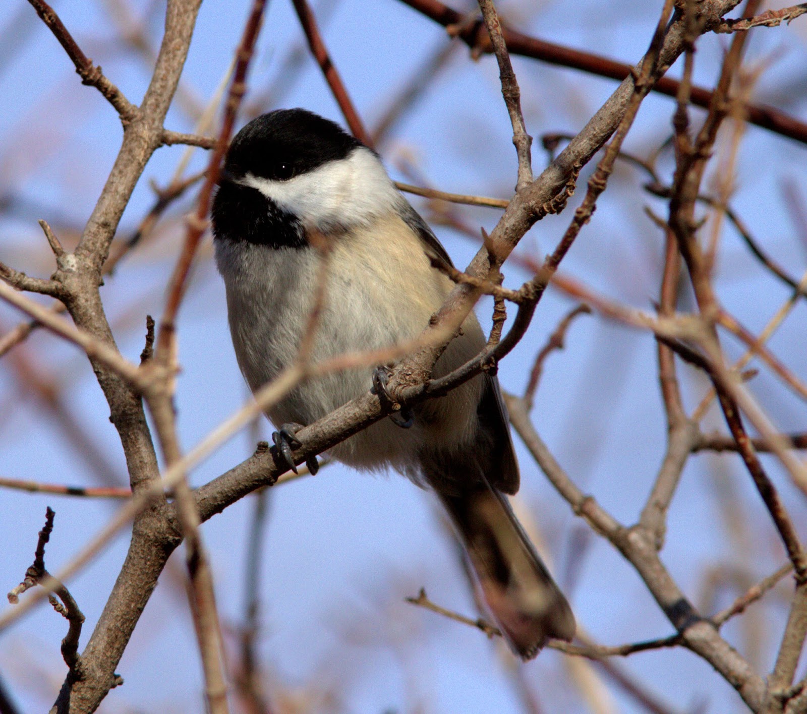 'Burg Birder Some Essex County Birding