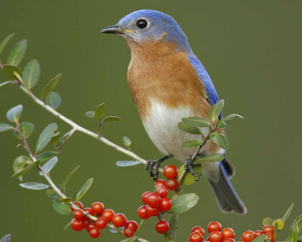 Bird In Everything Eastern Bluebird Nest