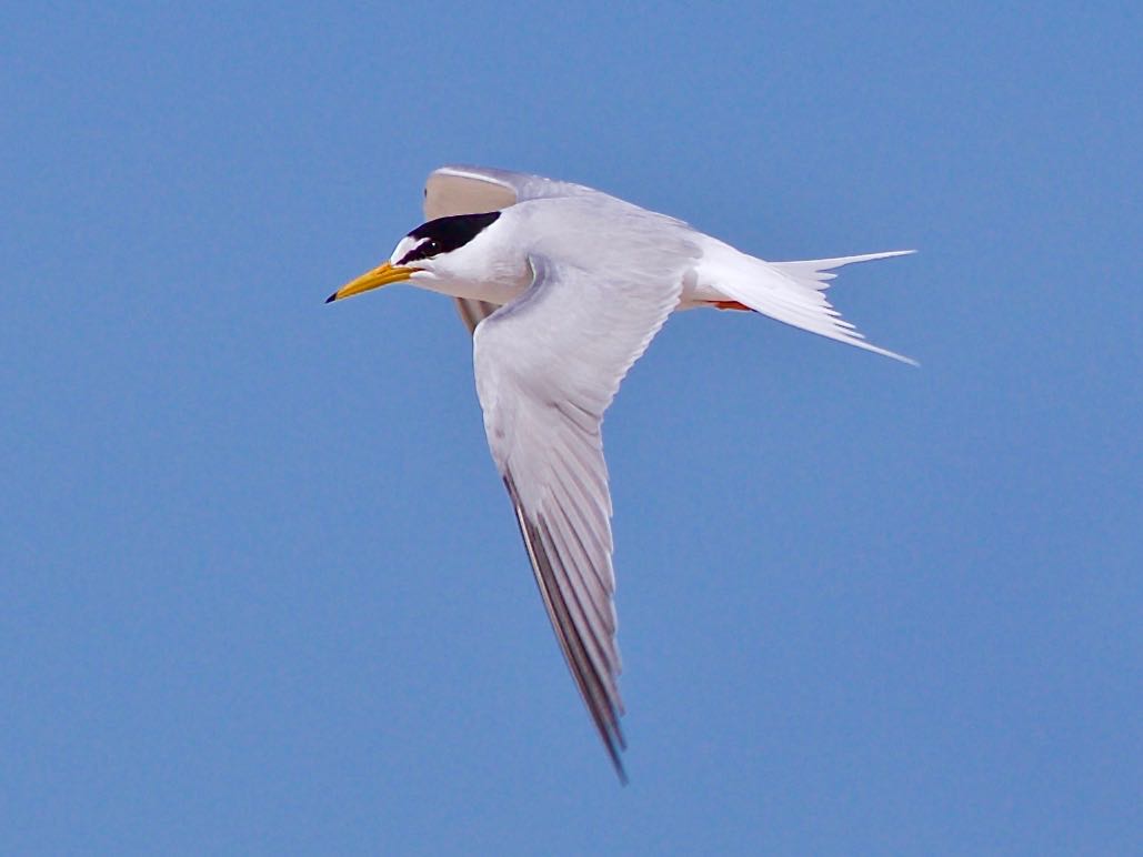 Avithera Small terns on the Gippsland Lakes