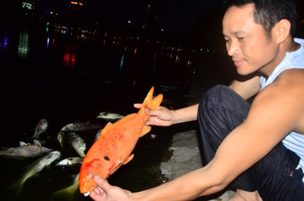 Hà Nội: Cá chết trắng bên hồ Hoàng Cầu - Ảnh 3 Ha Noi: Ca chet trang ben ho Hoang Cau - Anh 3