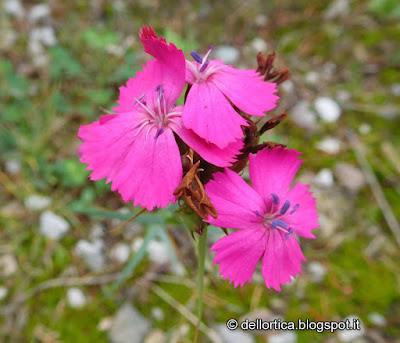 dictamus albus dittamo rosa lavanda tarassaco ortica erbe officinali confettura di rosa gelatina di tarassaco oleoliti sali aromatizzati tisane frutti di bosco