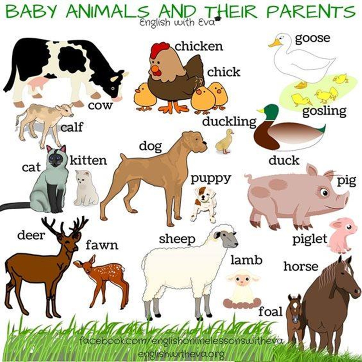 B2 English Animals b2-english-animals