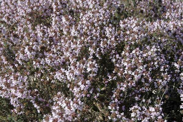 Bienfaits du thym : bronchite, toux, coqueluche...