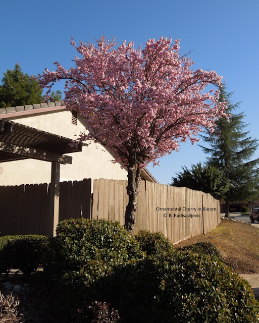 My Neighborhood Trees are in Bloom