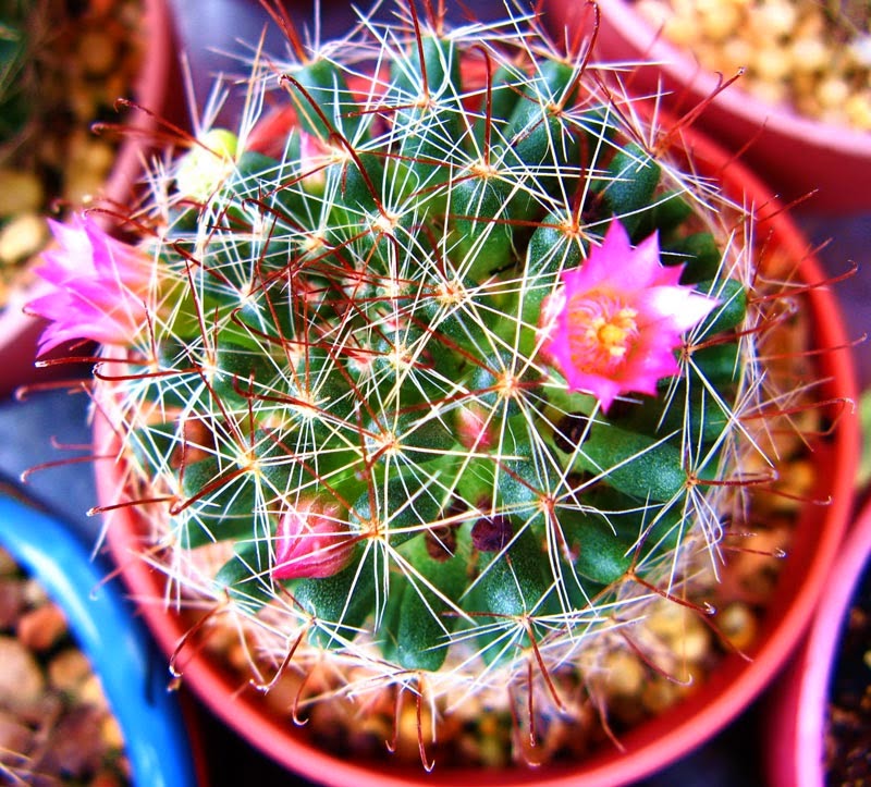 รวมกัน 100+ ภาพพื้นหลัง กระบองเพชร อัปเดต