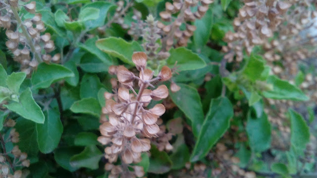 How Tulsi herb can help you fight against Corona Virus How Tulsi herb can help you fight against Corona Virus