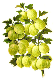 fruit berry illustration vintage botanical artwork clipart