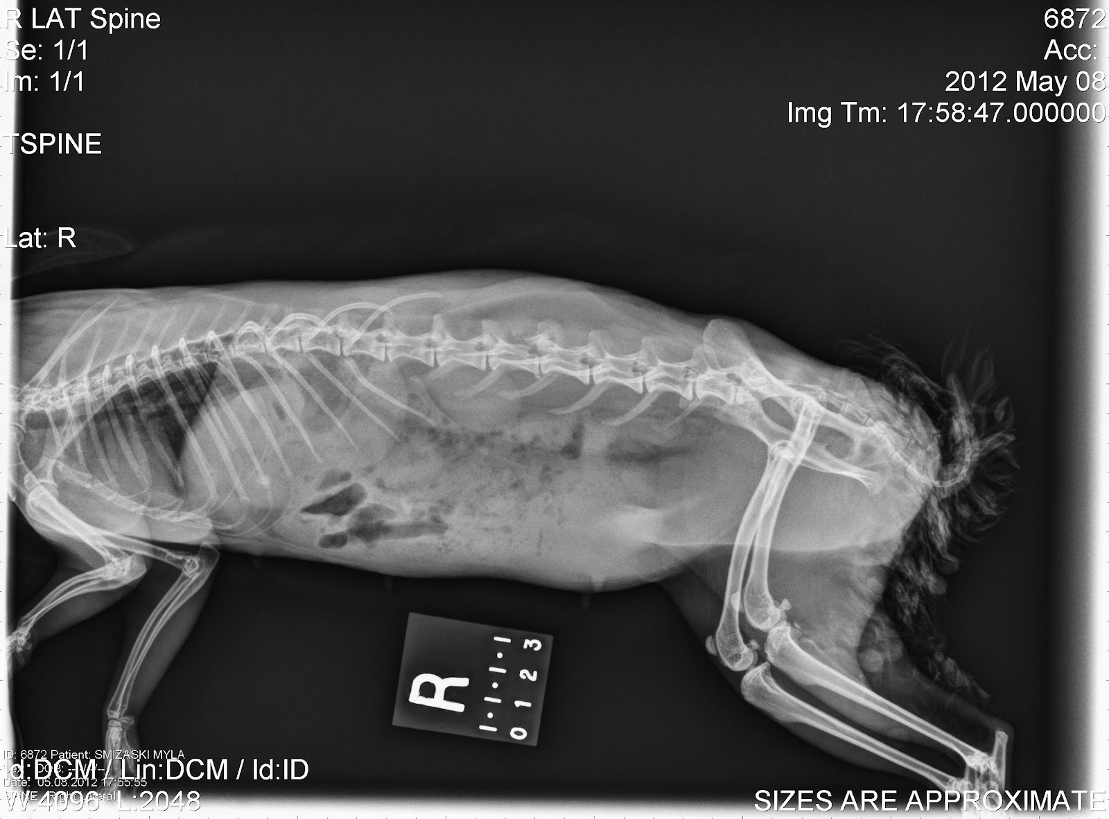 HugaBunny Rabbit Rescue, Inc. May 2012