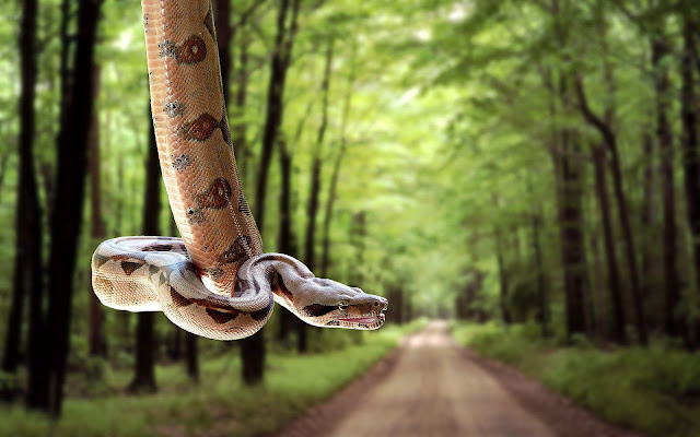 Photo with a snake hanging above a road