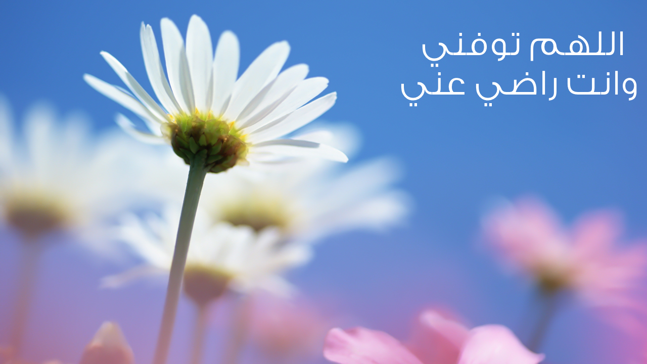 اضغط على الصورة لرؤيتها بالحجم الطبيعي
