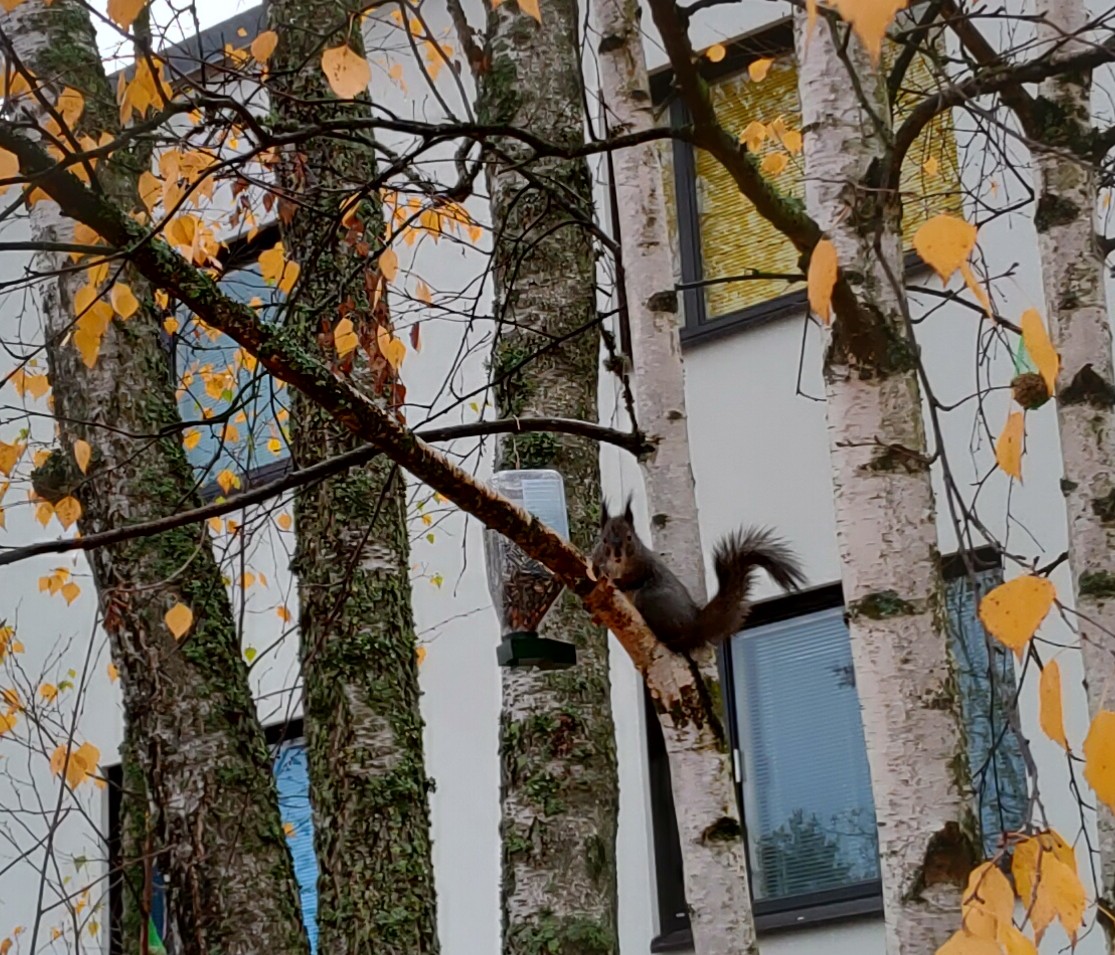 Orava tegemised