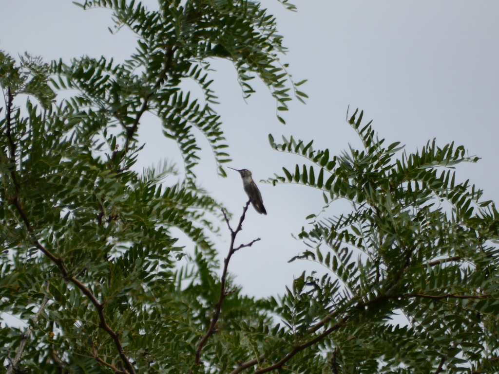 Sugarloaf Road Sedona Utah Hummingbird Colibri