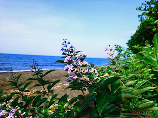 Beach Plant Flowers Of The Rural Beach Scenery Of Umeanyar Village, Seririt, North Bali, Indonesia