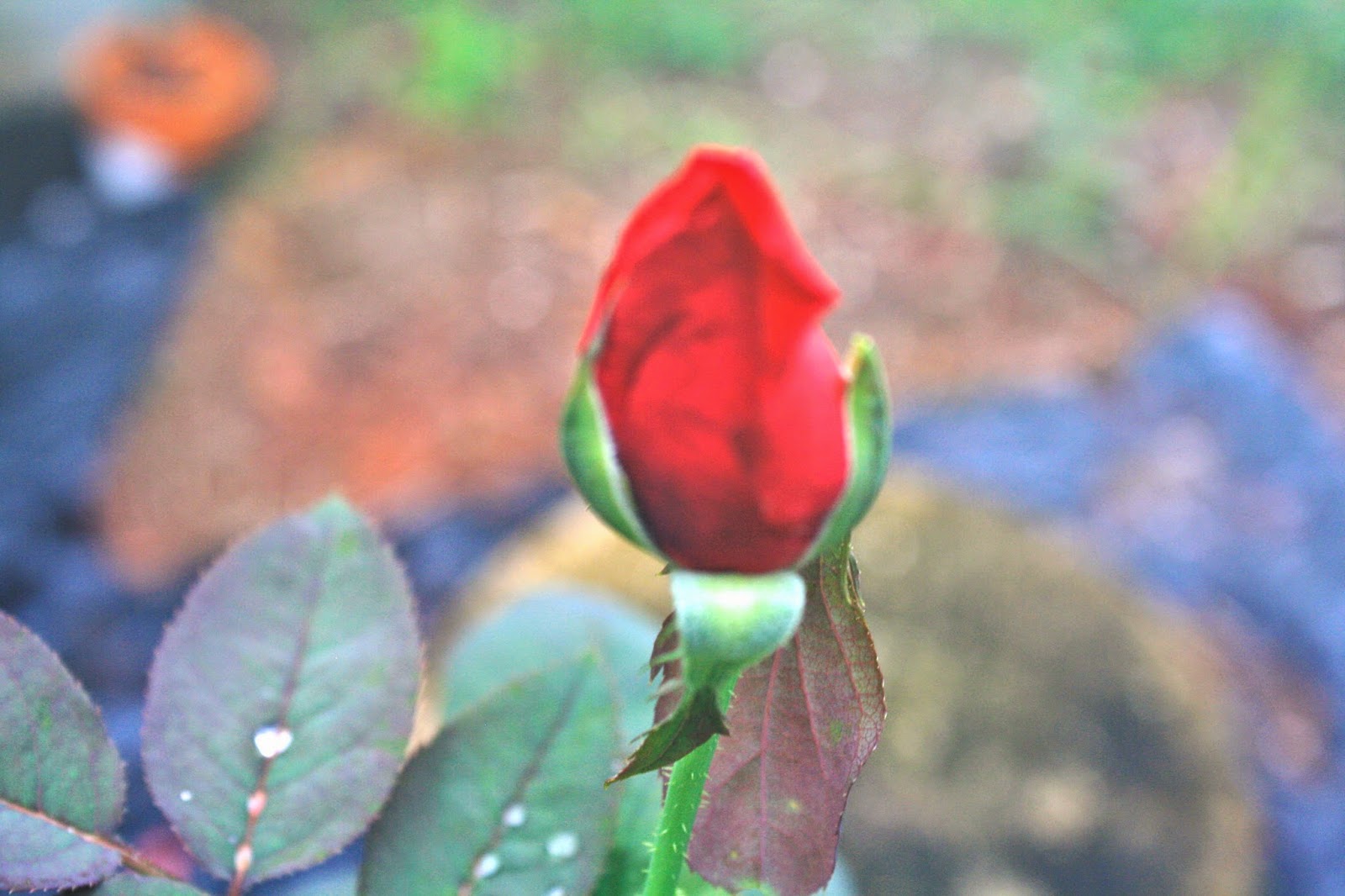 Dawns Garden Life Growing Roses in South Florida? Of Course You Can!