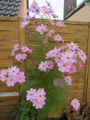 Kozmos çiçeği (Cosmea bipinnata)