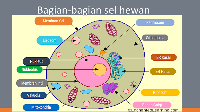  Sel  Tumbuhan dan Sel  Hewan  Fungsi tiap bagian dan 