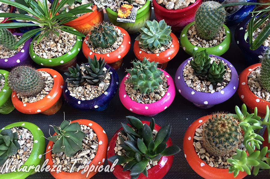 Estimula tu negocio de ventas de plantas suculentas