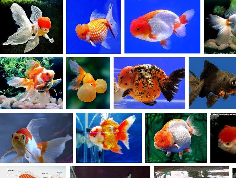 Budidaya Ikan Mas Koki Goldfish Untuk Pemula