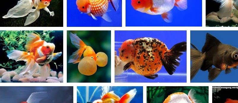 Budidaya Ikan Mas Koki (Goldfish) untuk Pemula