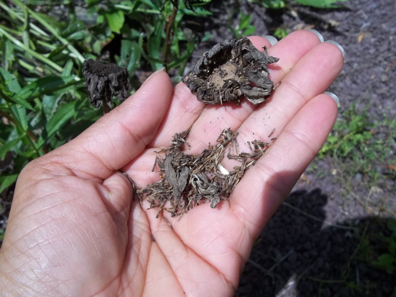 Glory's Garden How to collect daisy seeds