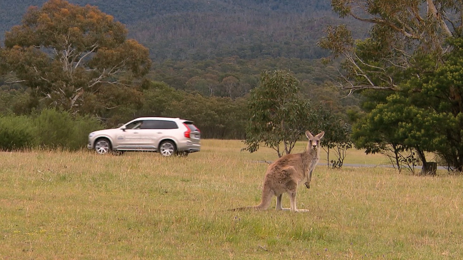 Kangaroos Confuse Volvo’s SelfDriving Cars