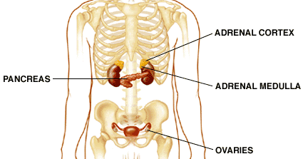 The Glandular System - OUR HEALTH EDUCATION