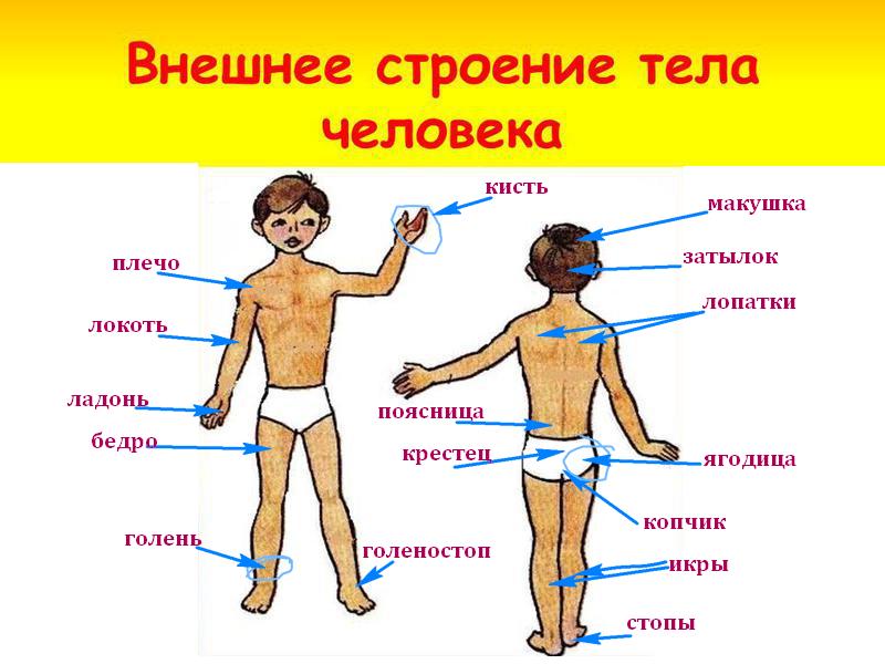 Изображение тела человека 4 класс окружающий мир - 81 фото