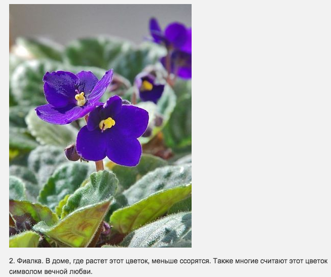 родина фиалка узамбарская. узамбарская фиалка в природе. фиалка лесные ягоды. родина фиалки комнатного растения. цикламен первоцветные.