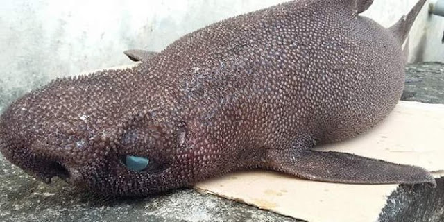 Ungkap Asal-usul Ikan `Aneh` di Manado, Ilmuwan Asing Diijinkan Ikut Menganalisa Ungkap Asal-usul Ikan `Aneh` di Manado, Ilmuwan Asing Diijinkan Ikut Menganalisa