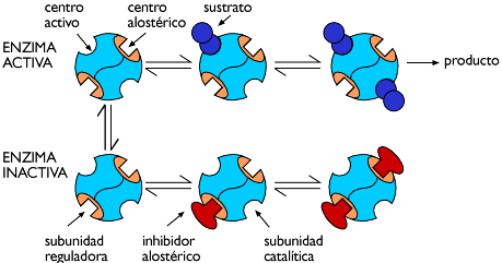 Entrar en esquema metabolismo celular