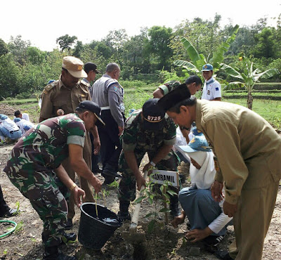 GESI TANAM 200 BIBIT MAHONI