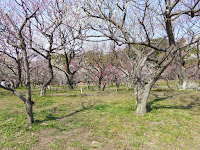 山田池公園 梅林の梅