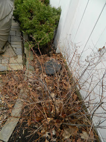 Toronto Summerhill spring garden cleanup before by Paul Jung Gardening Services