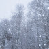 雪の情景 @メタセの杜