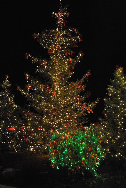 MEDFORD WINTER LIGHTS FESTIVAL - Our Holiday Tradition - What to do in Southern Oregon -Things to do - Christmas - Family - Kids - Holiday Tree Lightings - Santa - Medford/Southern Oregon BLOG