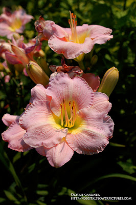 Digital Flower Pictures.com: Lady Emily Daylily