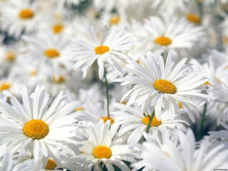 صور ورد ابيض , صور زهور بيضاء , بوكيه ورد ابيض