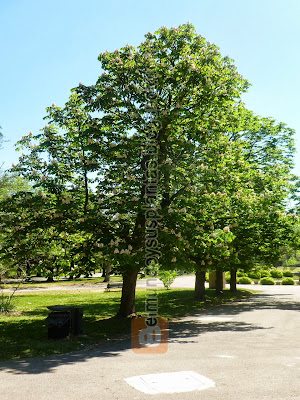 Castaño de la India aesculus hippocastanum