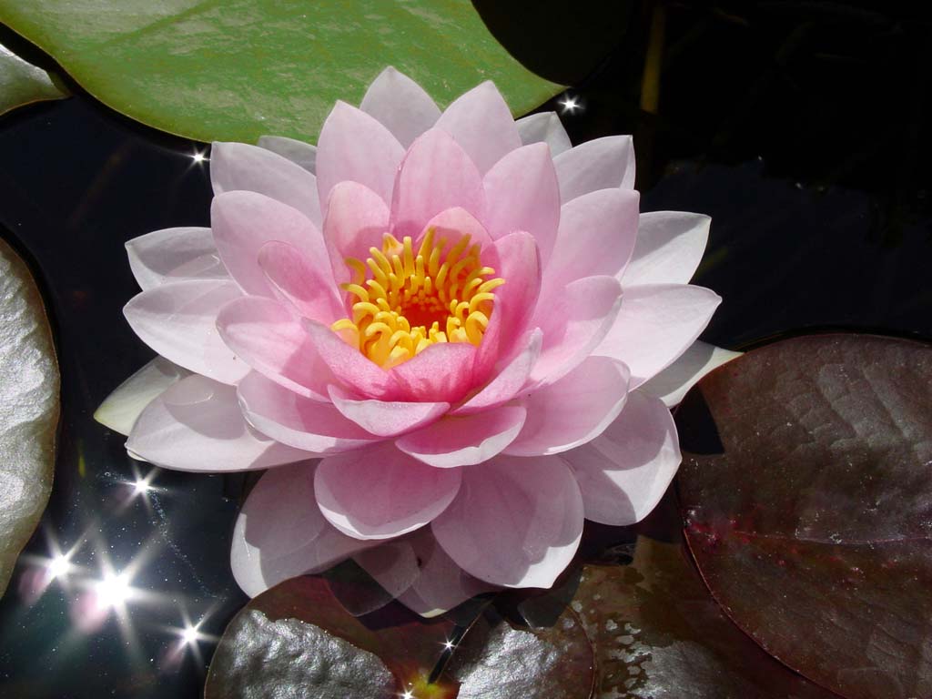 flowers for flower lovers. water lilly flowers.