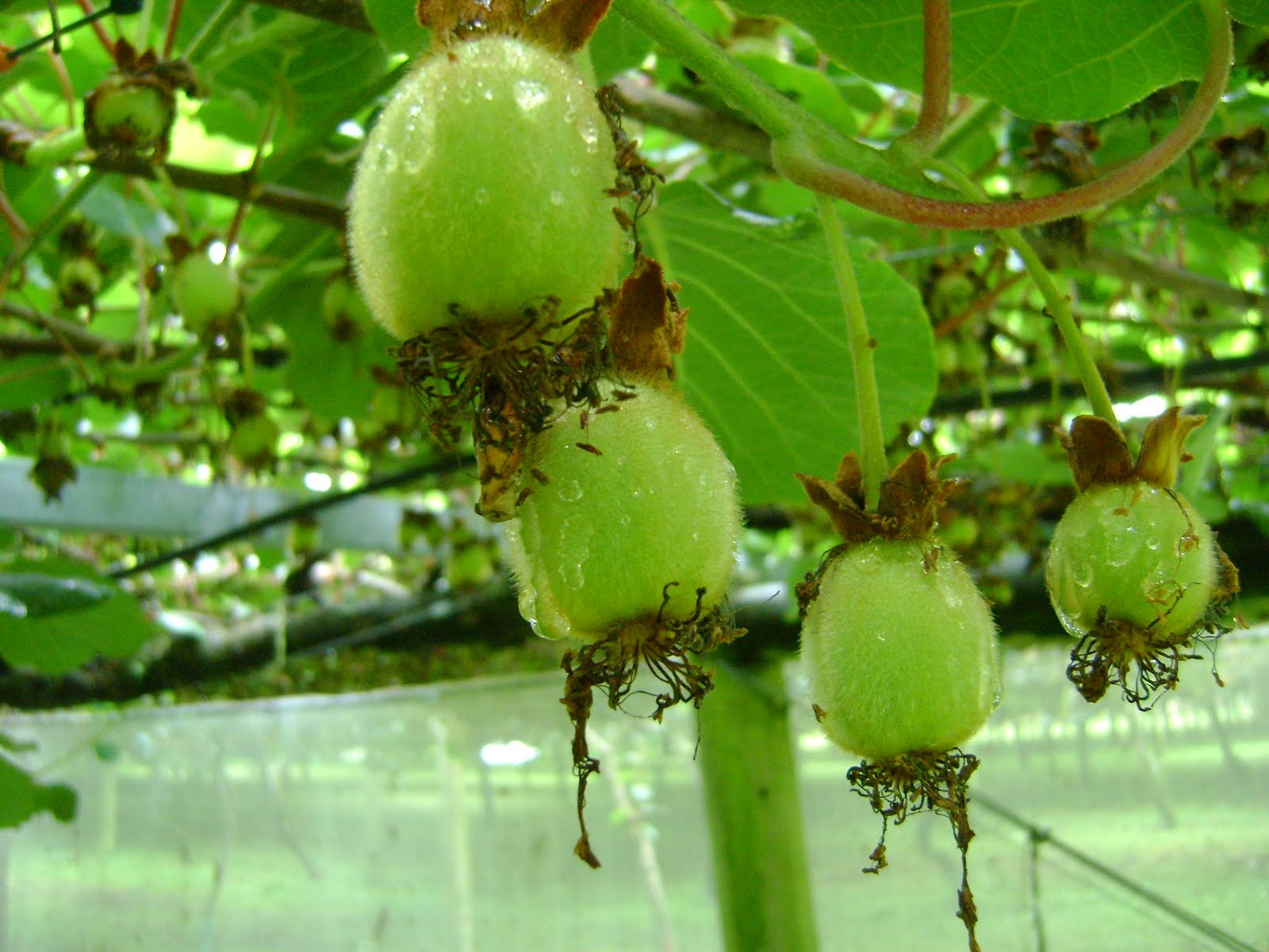 38. Exile in New Zealand: kiwi fruit