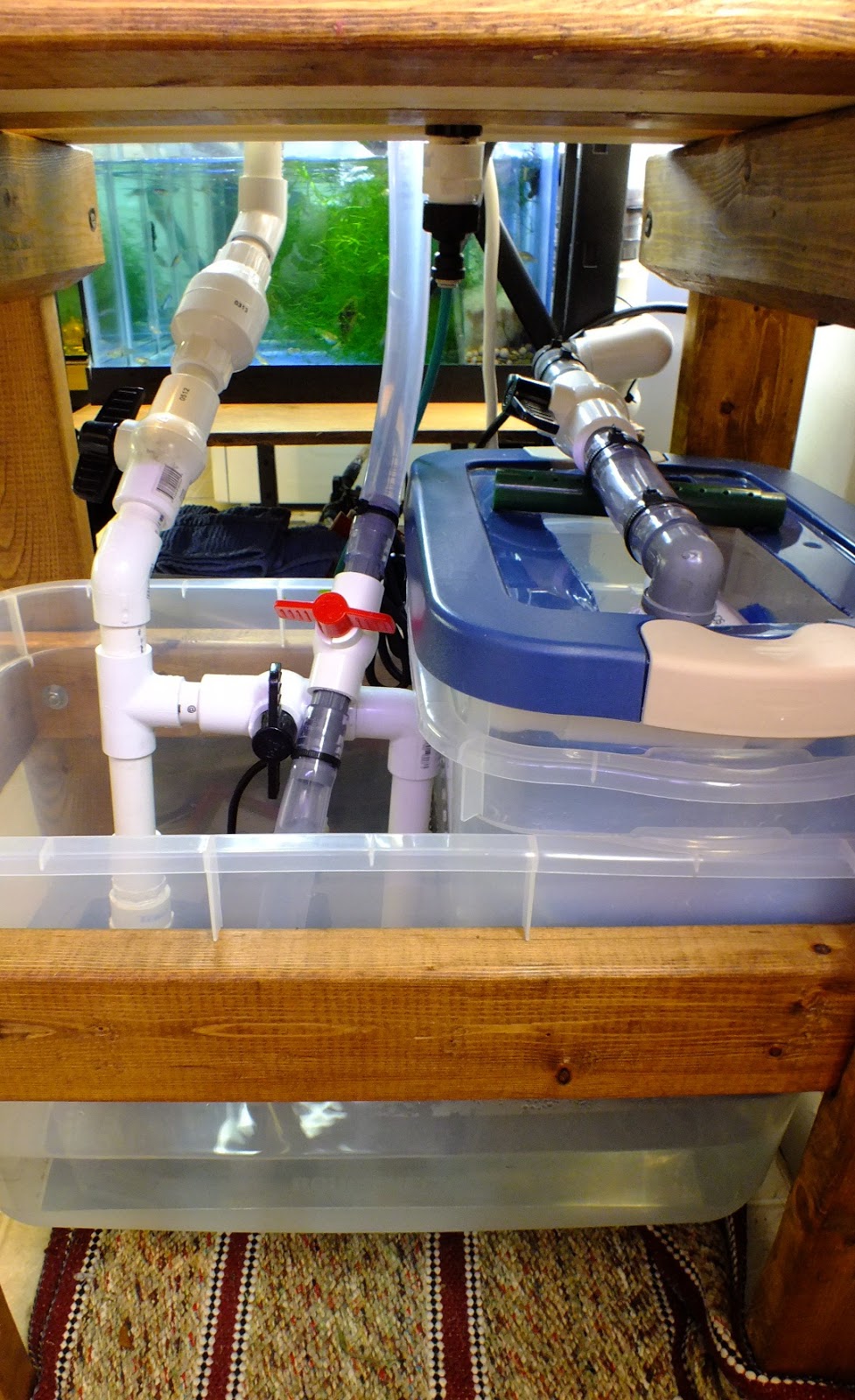 Swordtail Guppies: BREEDING RACK SYSTEMS; Automation for Water Change ...