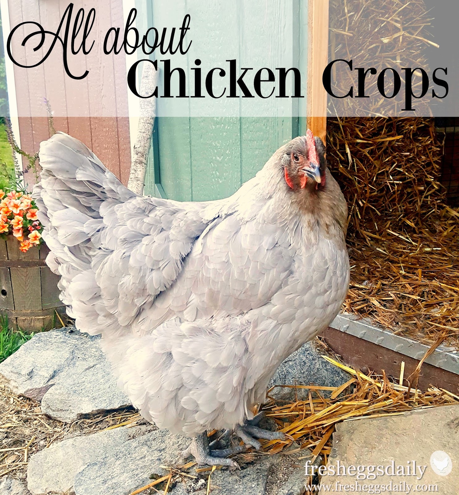 Sour, Impacted and Pendulous Crop in Chickens Fresh Eggs Daily® with