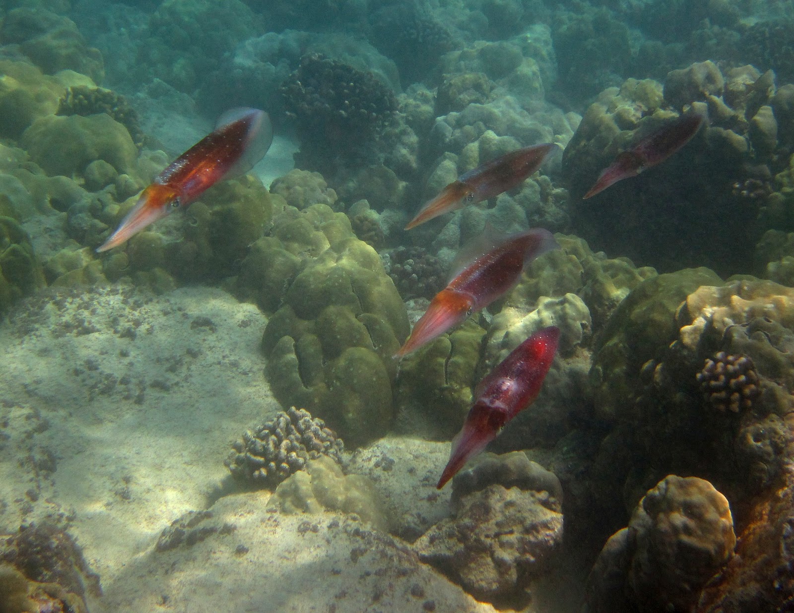 звездочет рыбка аквариумная. дети в океанариуме. рыбки в океанариуме. океанариум в тайланде пхукет. анимация сказочные рыбки.