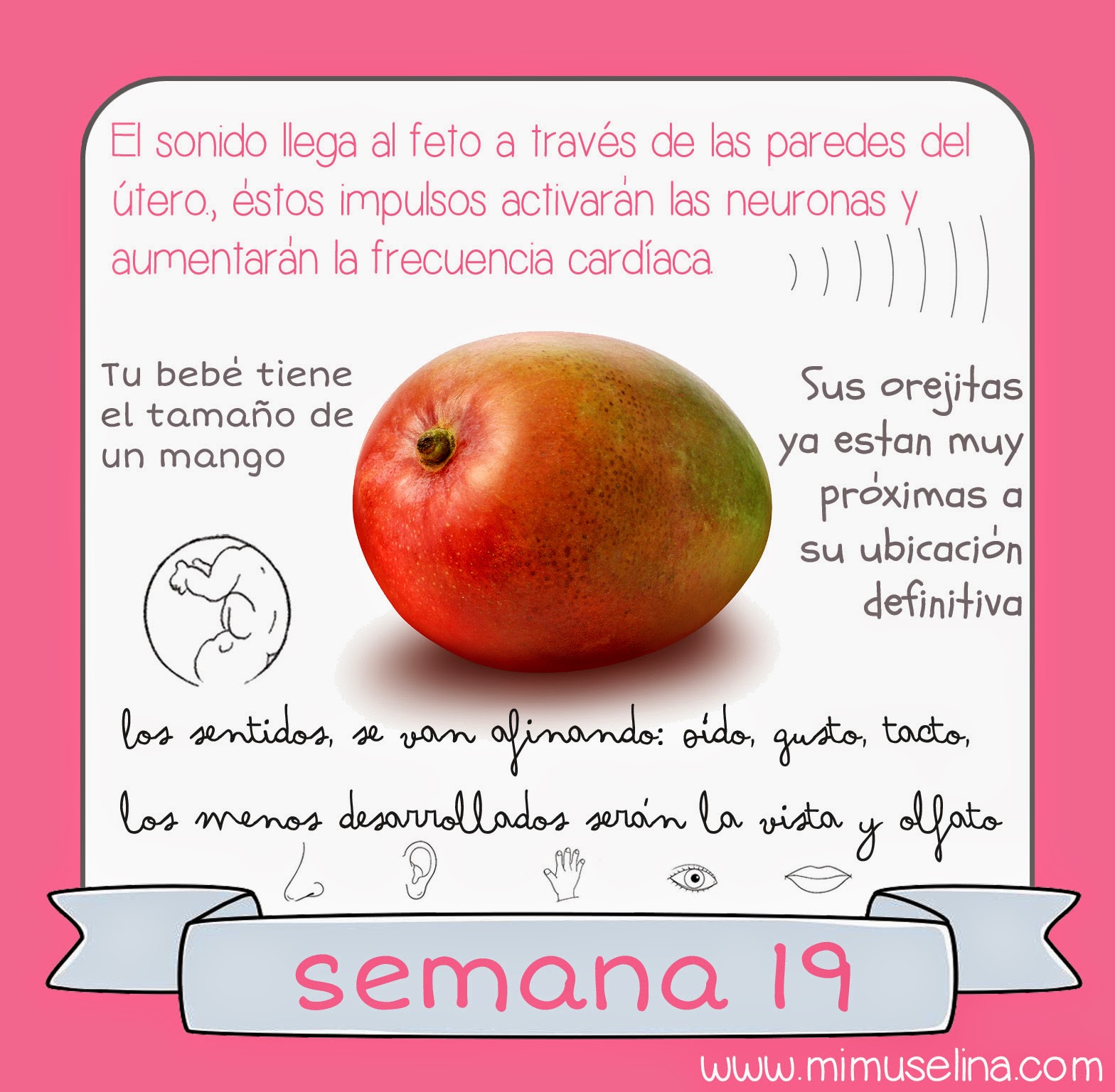 Cuanto pesa un bebe a las 19 semanas de gestacion