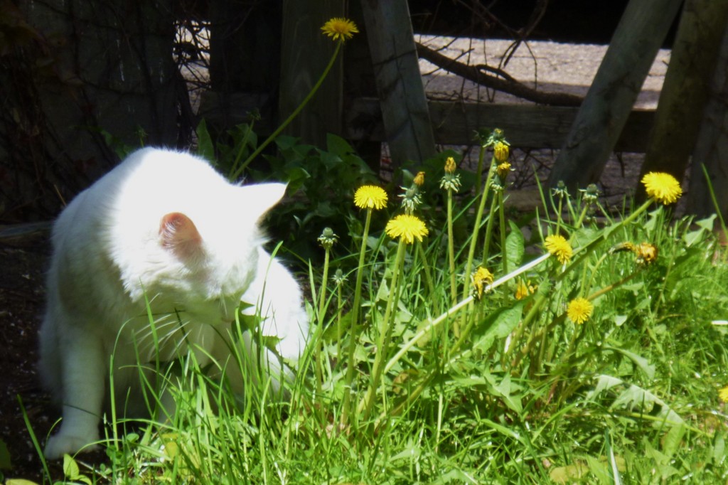 Bread Story: Sonntags- Pusteblumen