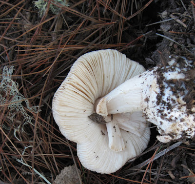 Mushroom Turned Upside Down, © B. Radisavljevic