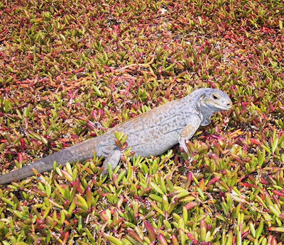 iguana de tierra de san salvador Cyclura rileyi