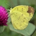 Eurema blanda