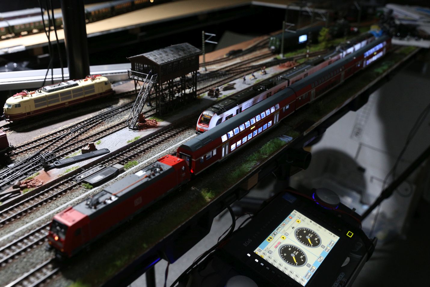 クビイグアナ Crotaphytus Cololalis の態度と外観と起源