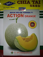 tanaman melon, cara menanam melon, buah melon, jual benih melon, lmga agro